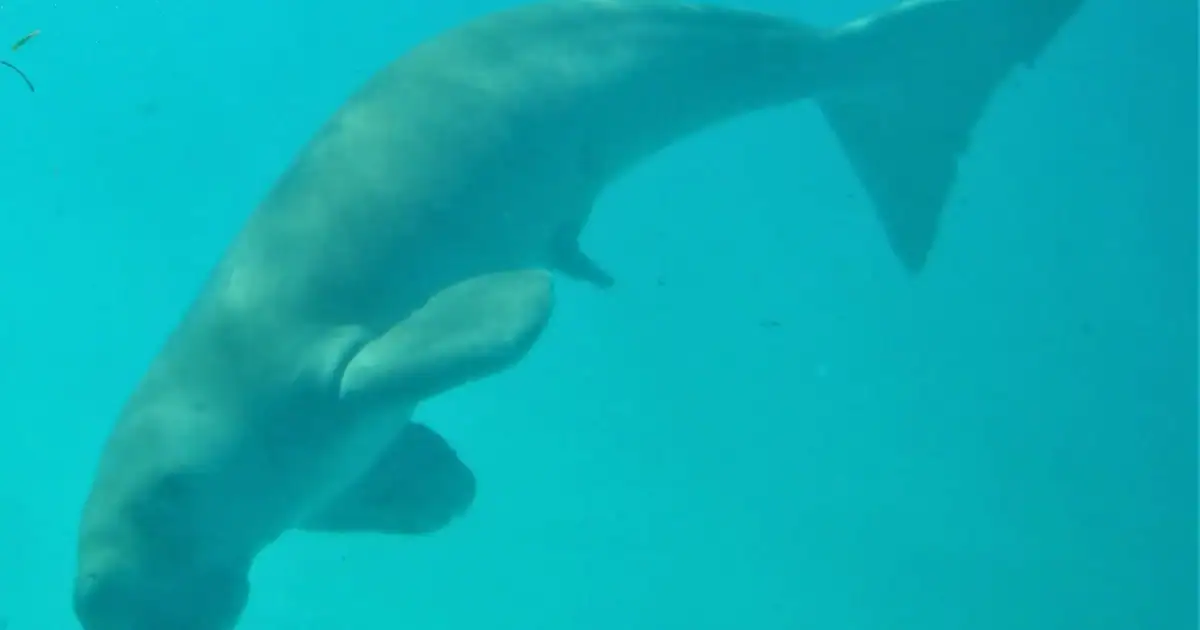 Underwater photo of Mawar the Dugong