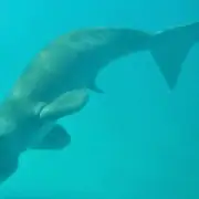 Underwater photo of Mawar the Dugong