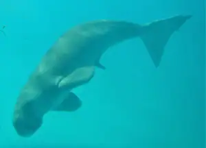 Underwater photo of Mawar the Dugong
