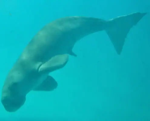 Underwater photo of Mawar the Dugong