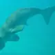 Underwater photo of Mawar the Dugong