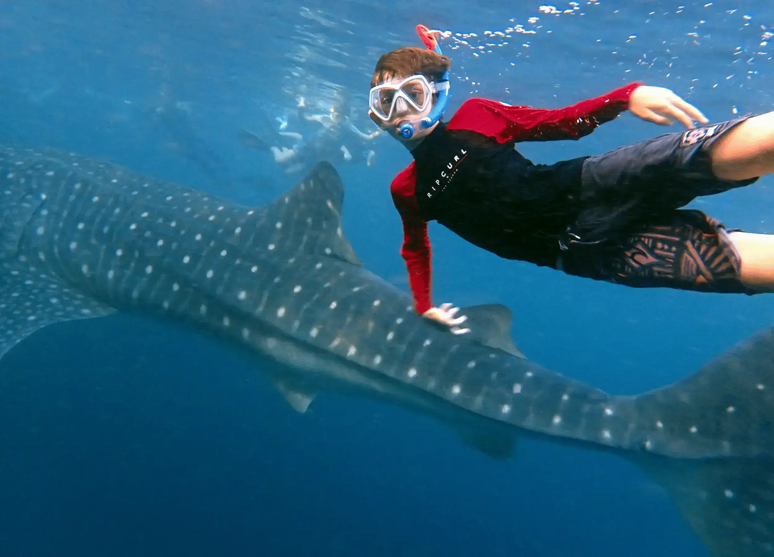 The Hill family swimming with whale sharks