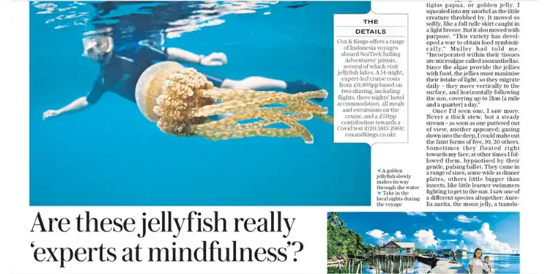 SeaTrek in the press - Jellyfish Experts in The Daily Telegraph