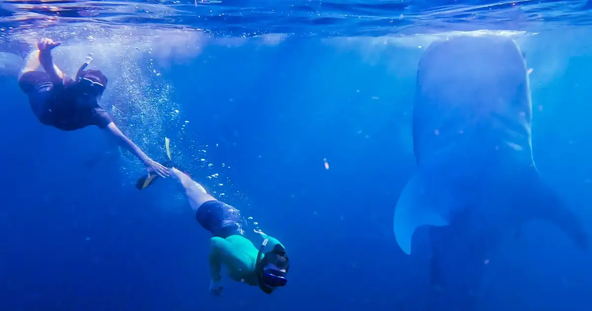 Swimming with whale sharks