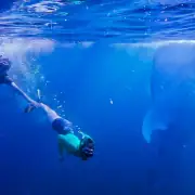 Swimming with whale sharks