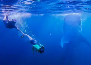 Swimming with whale sharks