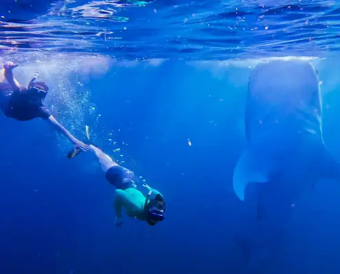 Swimming with whale sharks