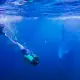Swimming with whale sharks