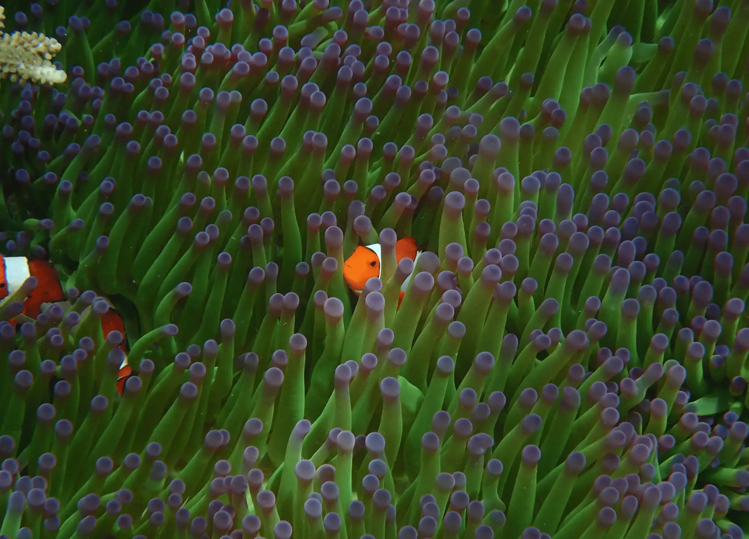Anemnonefish