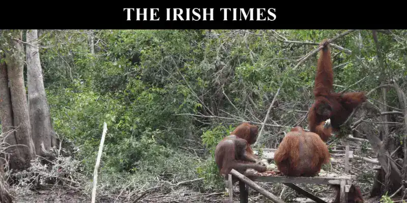 Orangutan