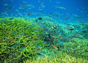Coral Triangle Raja Ampat