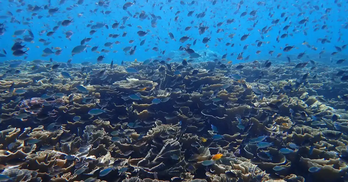 Coral and Fish in Raja Ampat.