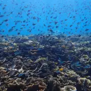 Coral and Fish in Raja Ampat.