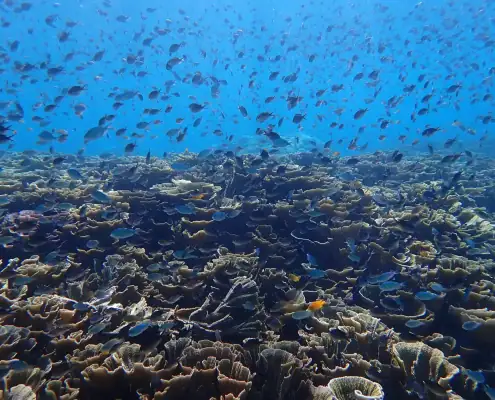 Coral and Fish in Raja Ampat.