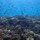 Coral and Fish in Raja Ampat.