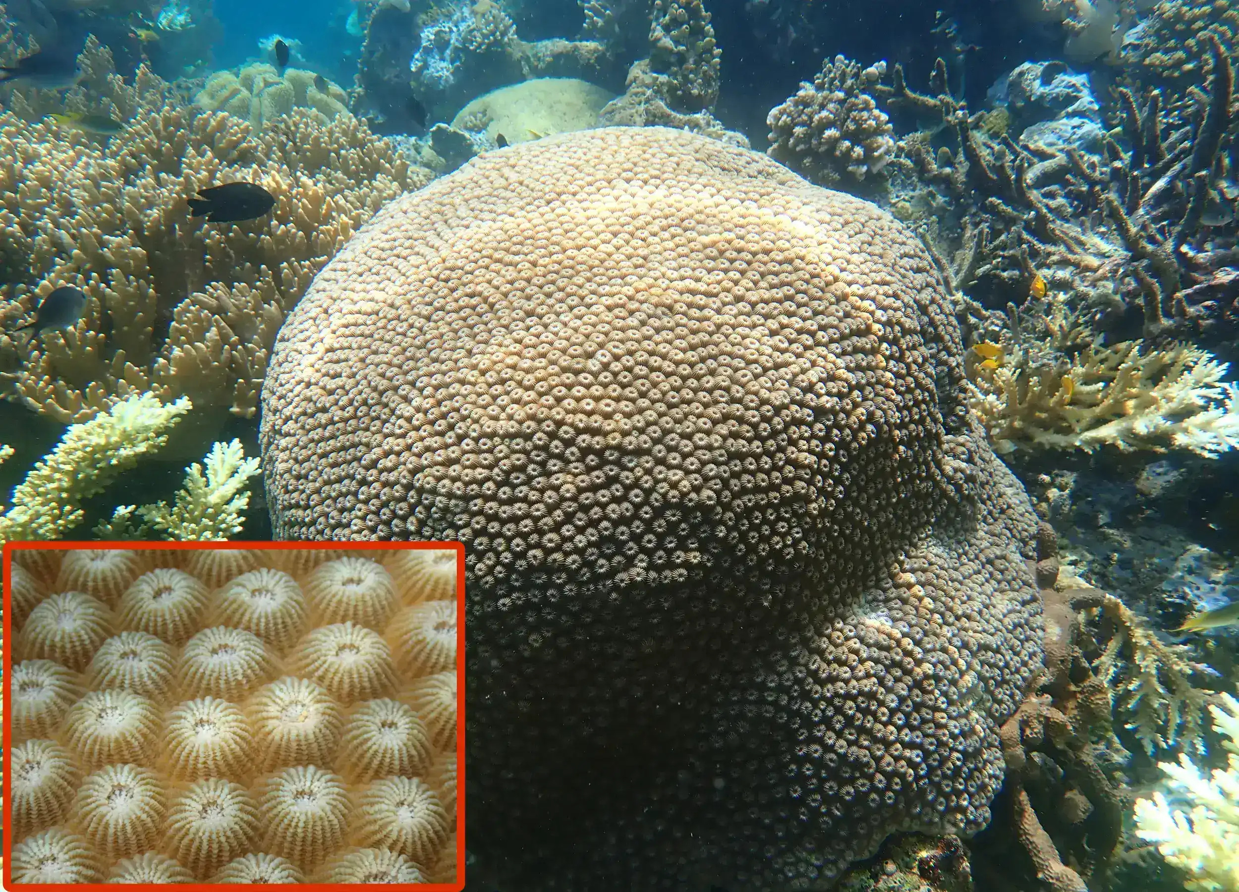 Honeycomb Coral, Genus Favites from afar and close up.