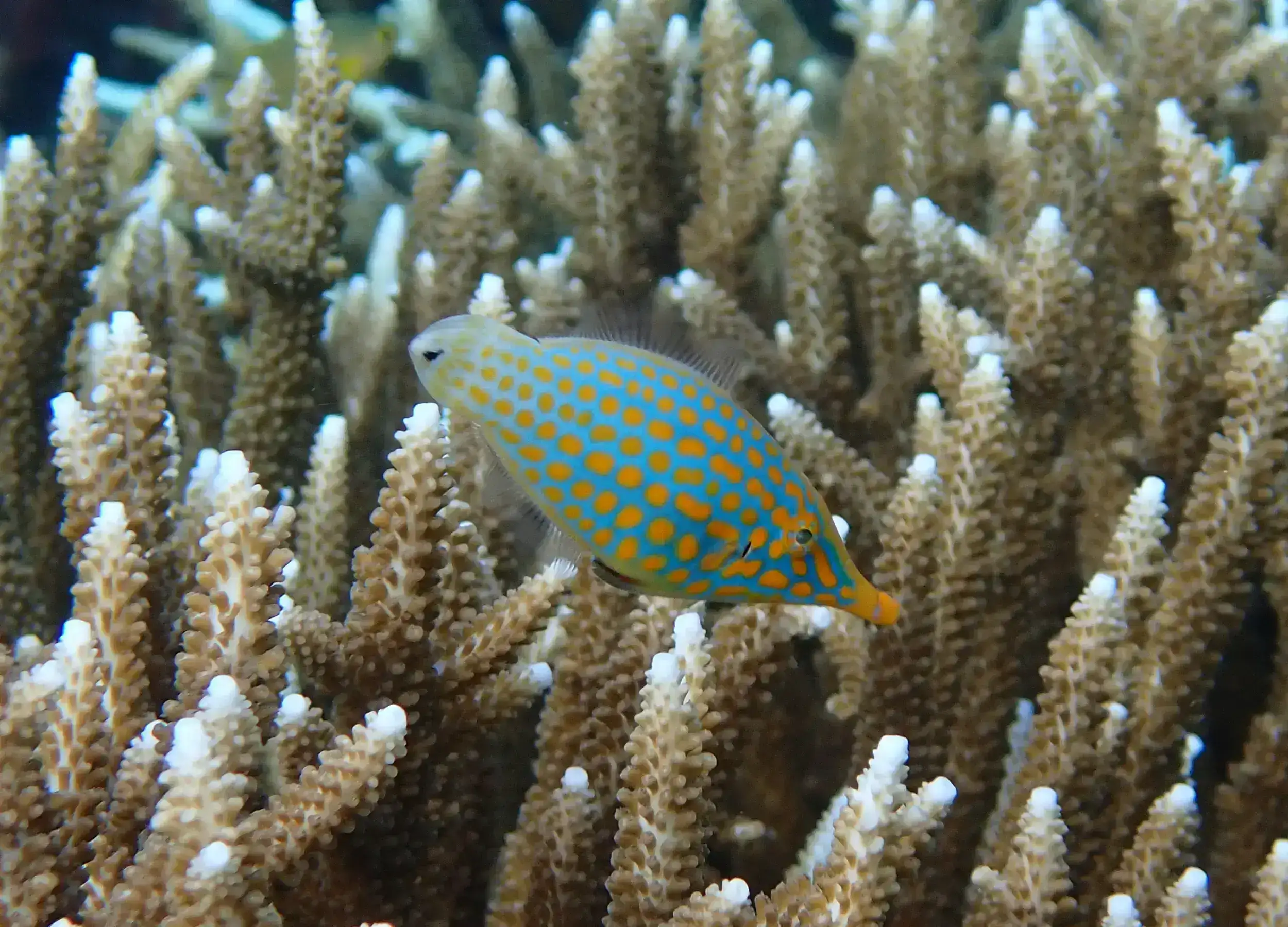 Longnose Filefish, Oxymonacanthus longirostris. Conservation Status: vulnerable (VU) (IUCN Red List).