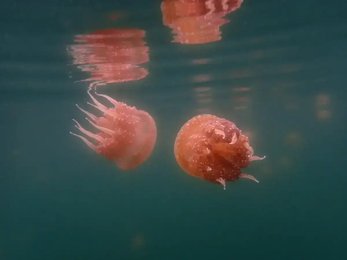 Stingless Jellyfish in Mbuang-Mbuang. 