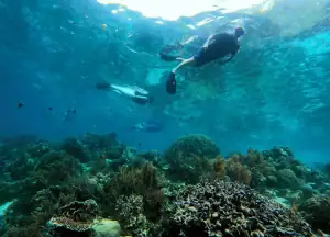 SeaTrek guests snorkeling in Ternate. (Anastasia Louhenapessy/SeaTrek Sailing Adventures)
