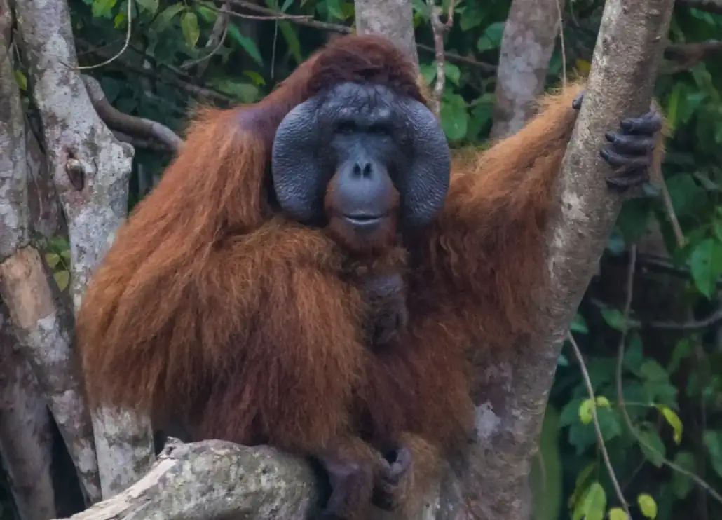 Bornean Orangutan.