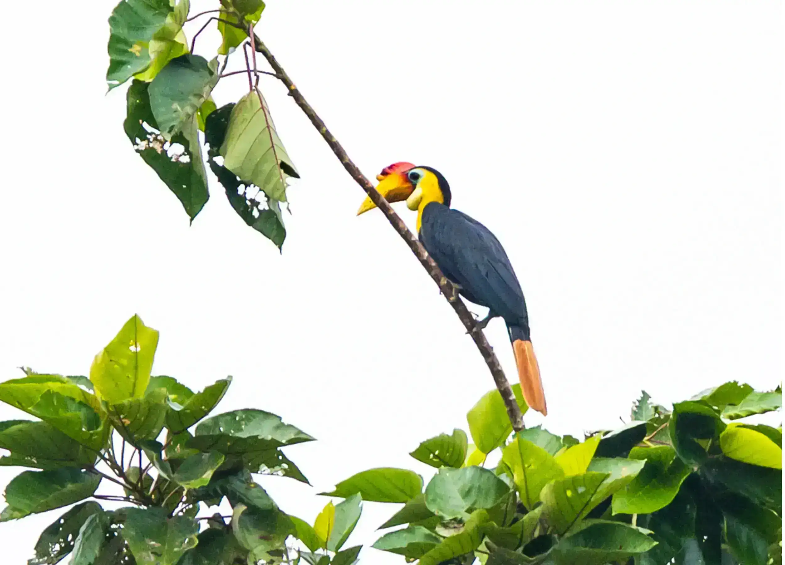 Hornbills. 