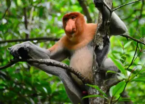 Proboscis Monkey.