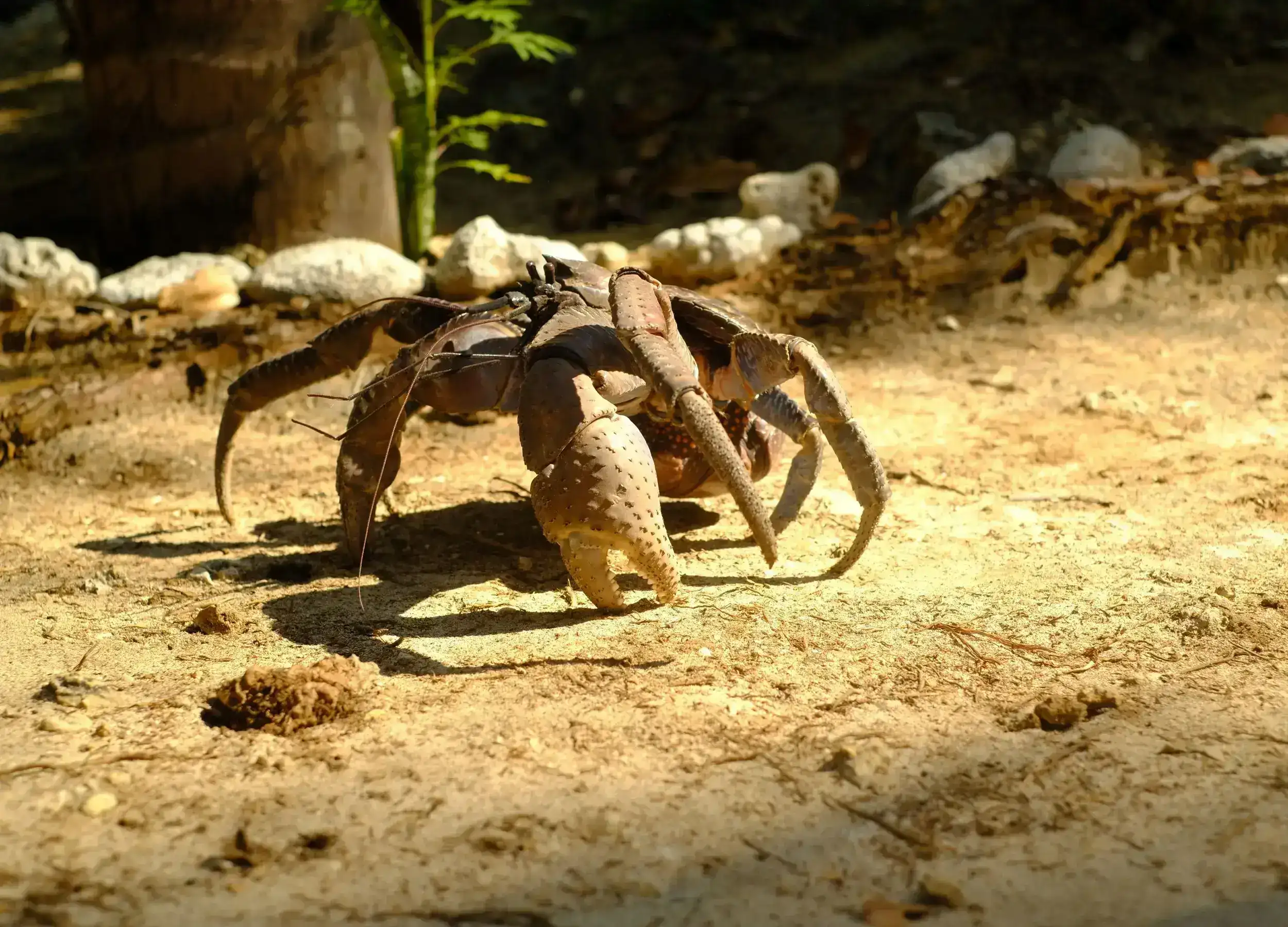 Giant Coconut Crab in Raja Ampat. 