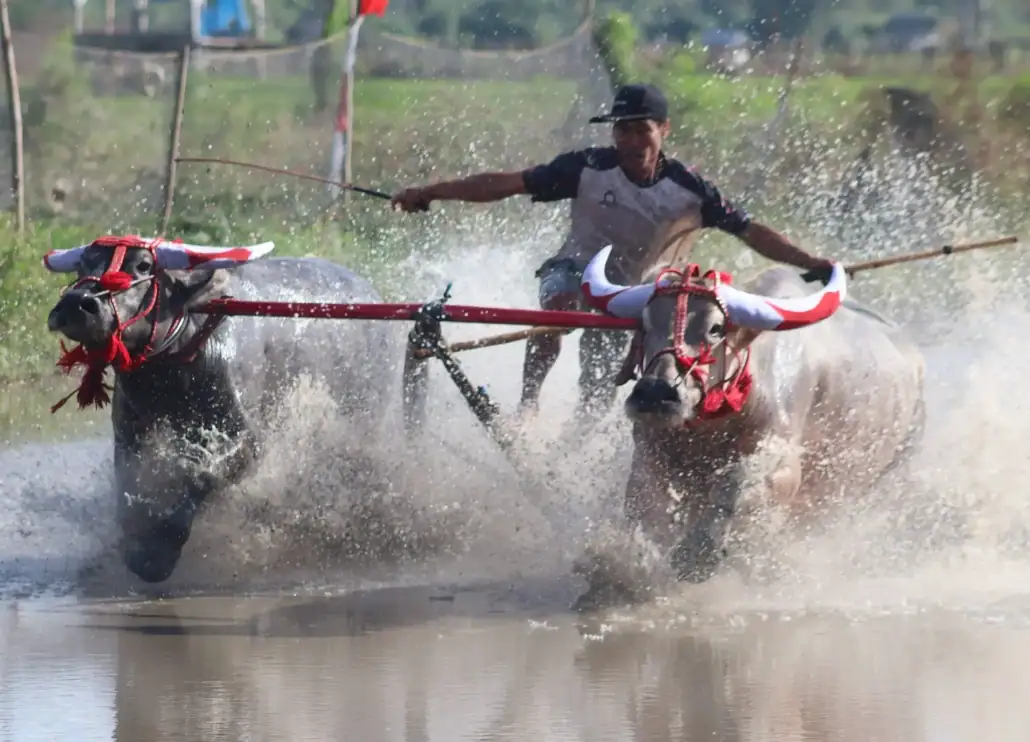 Local people perform buffalo race in Sumbawa.