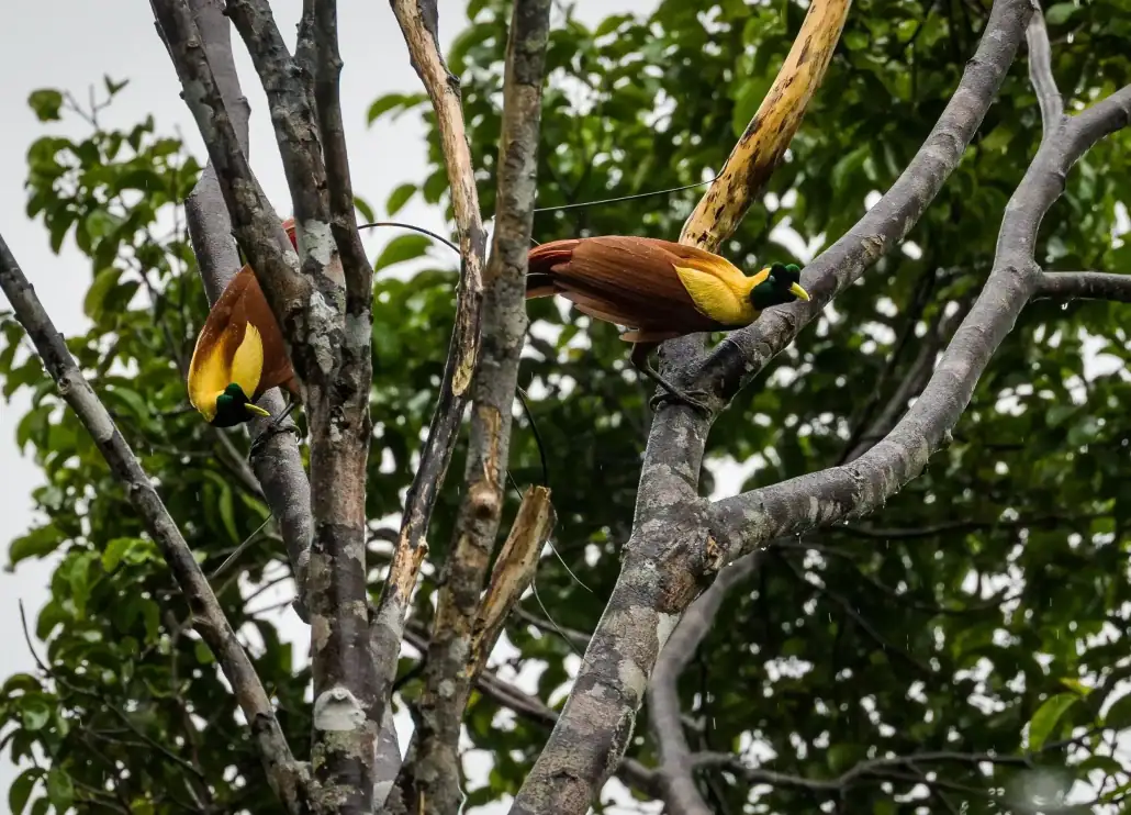 Two Red Birds of Paradise performing mating dance at top of tree in Raja Ampat forest.