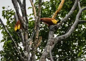 Two Red Birds of Paradise performing mating dance at top of tree in Raja Ampat forest.