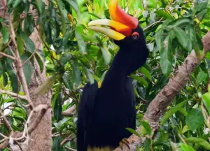 Rhinoceros Hornbill.