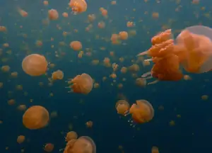Stingless Jellyfish in Raja Ampat.
