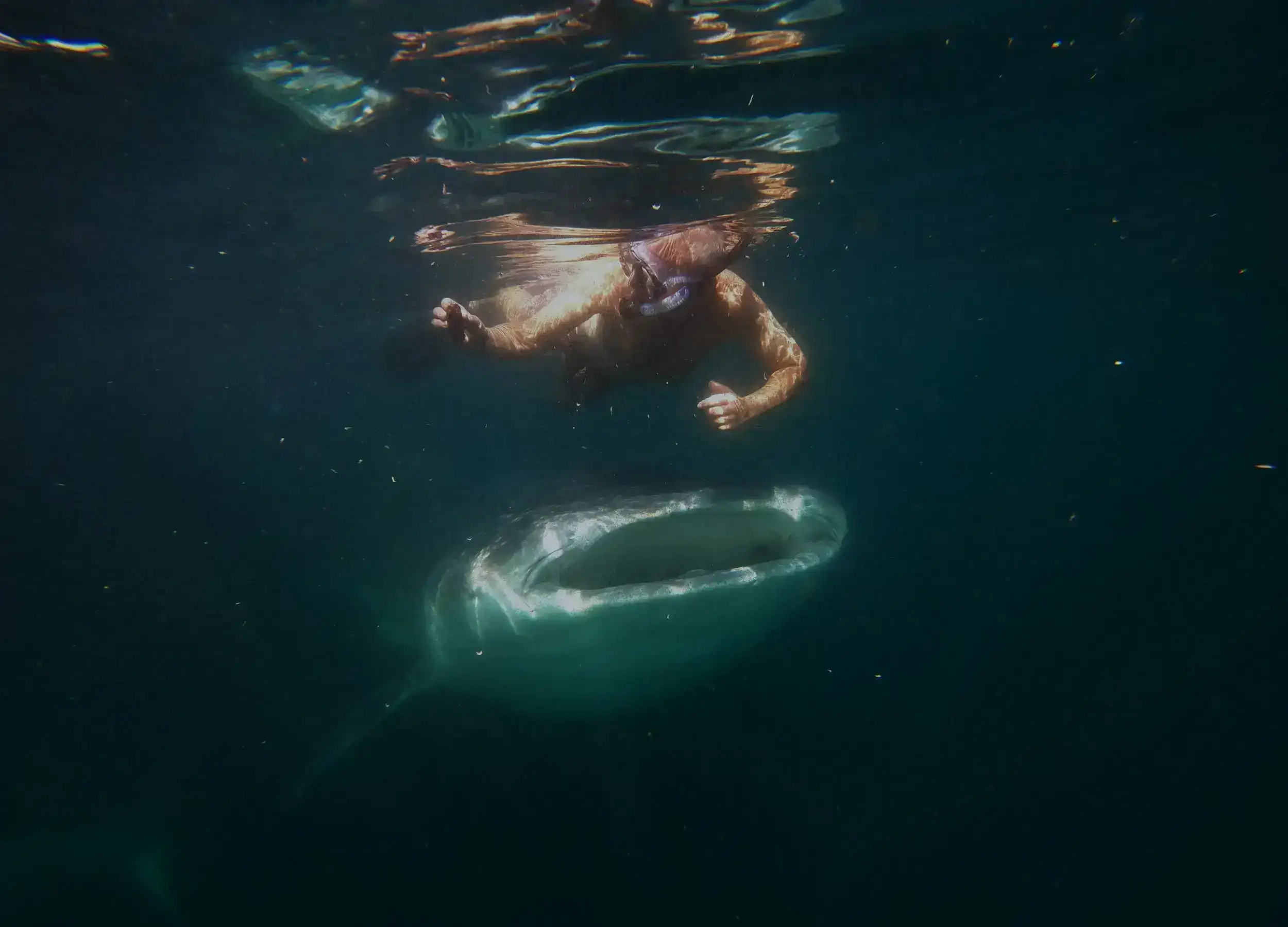 Swimming with Whale Sharks. 