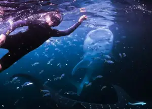 Swimming with whale sharks in Raja Ampat.