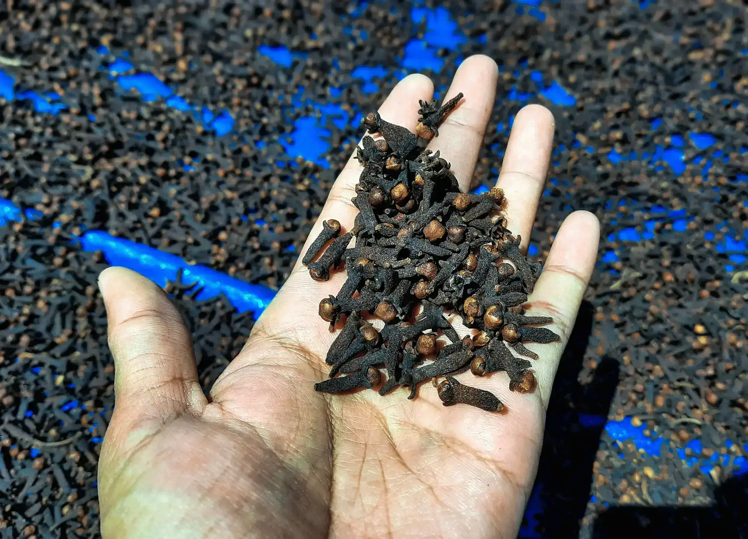 Cloves in the Spice Islands