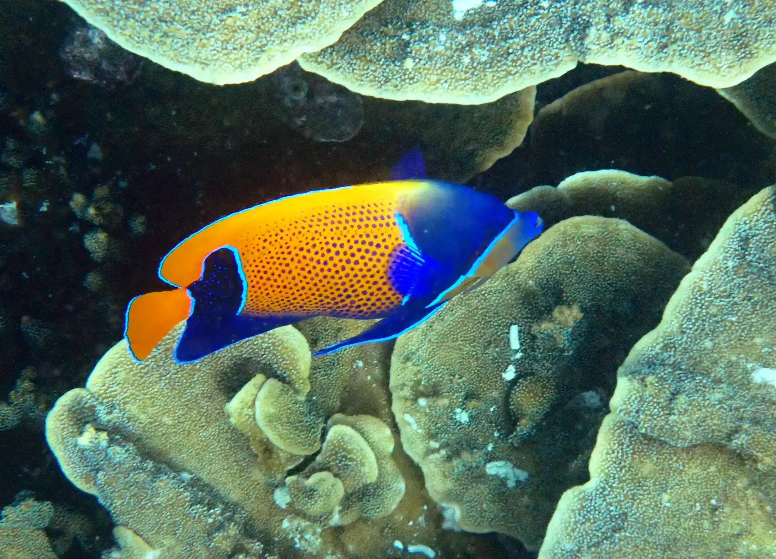 Majestic Angelfish in Raja Ampat