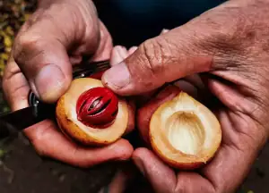 Nutmeg in the Spice Islands
