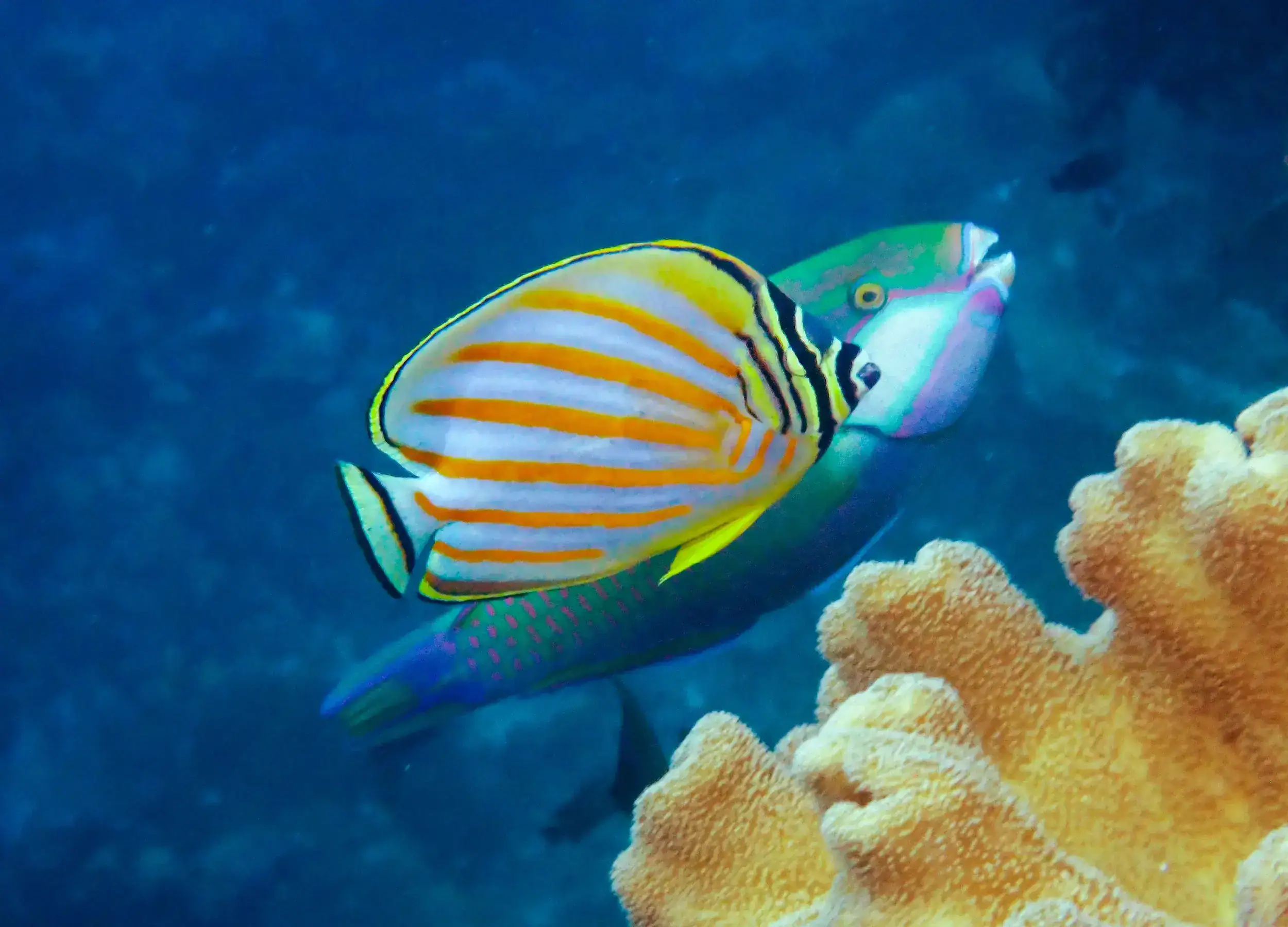 Ornate Butterflyfish