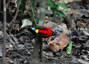 Wilsons Birds of Paradise in Waigeo forests Raja Ampat.