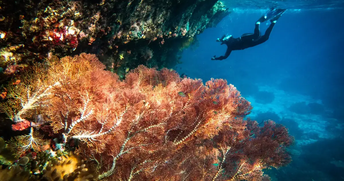 Snorkeling with beautiful coral
