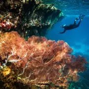 Snorkeling with beautiful coral