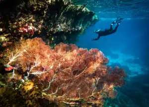 Snorkeling with beautiful coral
