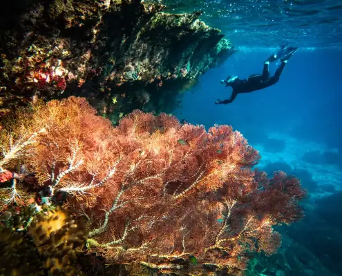 Snorkeling with beautiful coral