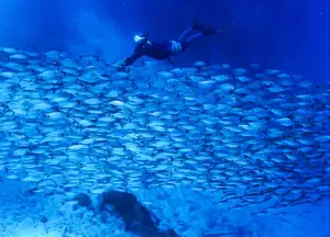 Snorkeling with marine life