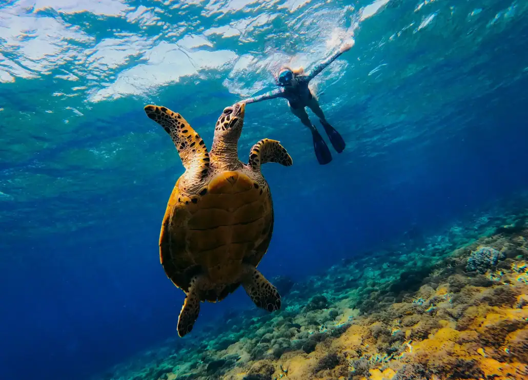 snorkeling with turtle