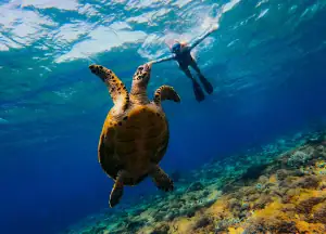 snorkeling with turtle