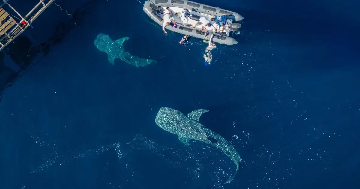 Two giant whale sharks near the bagan.