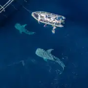 Two giant whale sharks near the bagan.