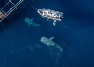 Two giant whale sharks near the bagan.
