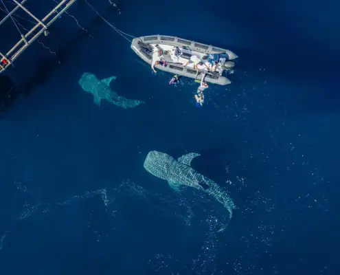 Two giant whale sharks near the bagan.